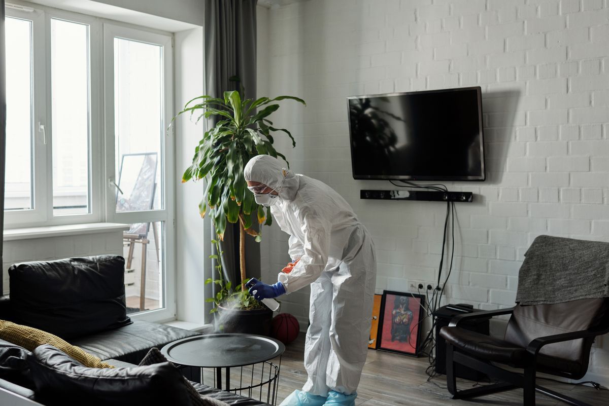 Deep cleaning a Wellington living room